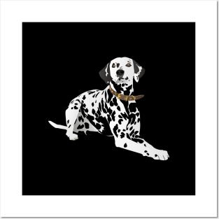 Lying Dalmatian Dog Posters and Art